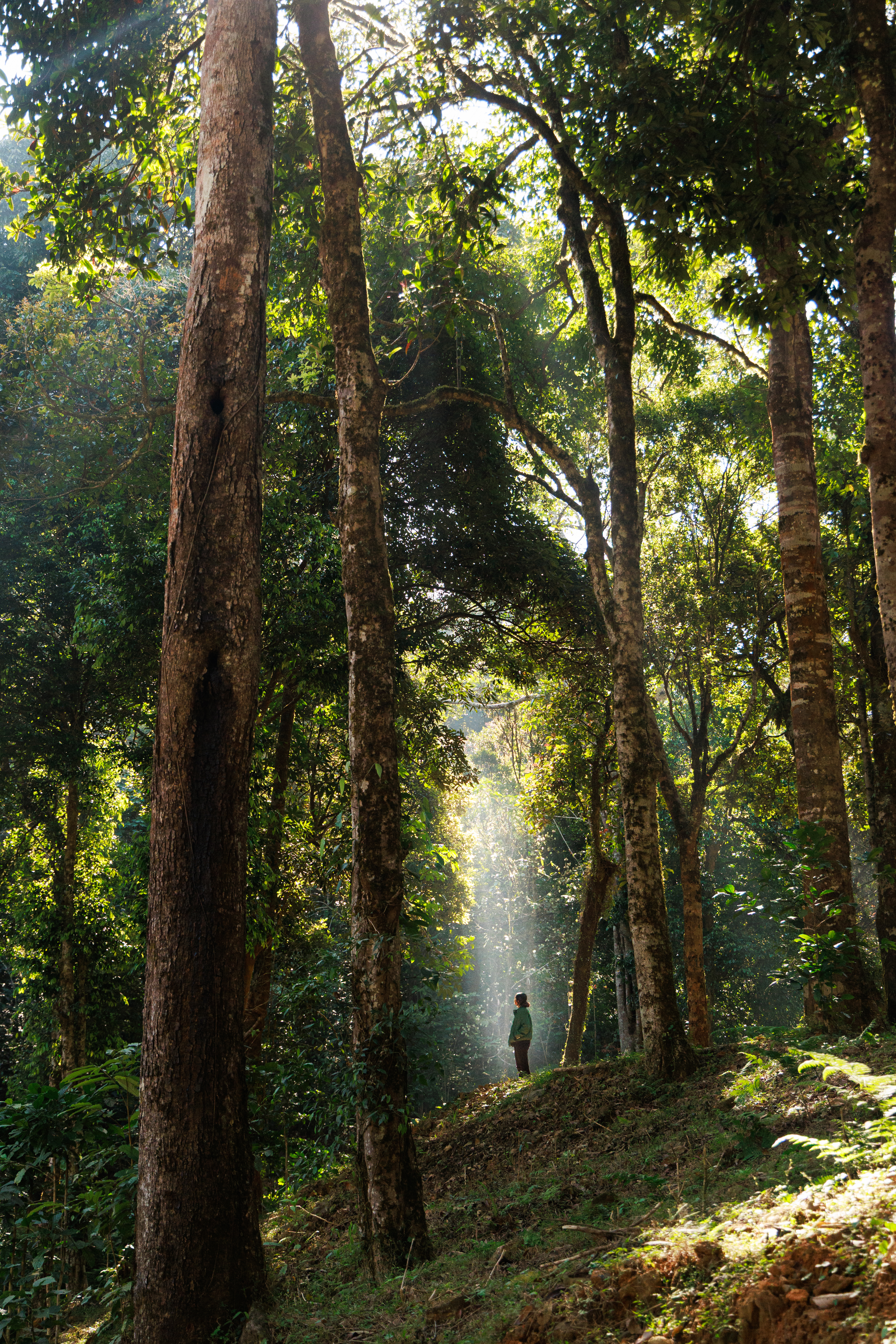 Lush green resort Wayanad