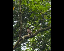 Jungle Park